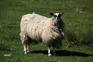 eine Nahaufnahme von einem Schaf in einem Feld foto