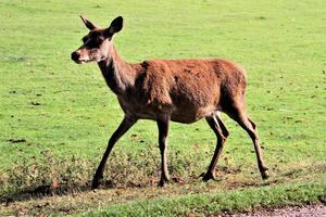 eine Nahaufnahme von einem Rothirsch auf dem Land foto