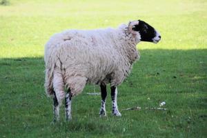 eine Nahaufnahme von einem Schaf in einem Feld foto