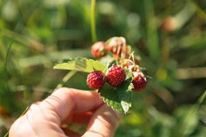 frische reife rote Beeren von wilden Walderdbeeren auf dem Ast hinter dem Gras. Geschenke der Natur, Sommervitamine, Beerenpflücken, Ernte. foto