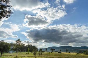 schöne landschaft des thung salaeng luang nationalparks, savanne im nationalpark von thailand foto