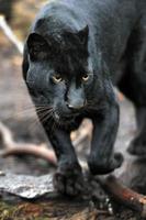 schwarzer Leopard foto