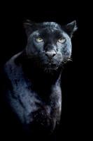 schwarzer Leopard foto