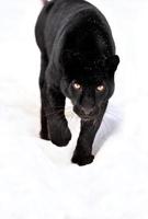 Porträt des schwarzen Panthers auf weißem Hintergrund foto