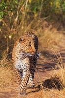 weiblicher Leopard foto
