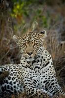 weiblicher Leopard ruht foto