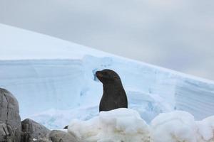 robben und seehunde in der antarktis