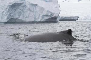 Der Buckelwal schwimmt in der Nähe eines bewölkten Herbsttages im Eisberg