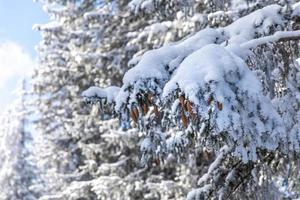 Tannenzapfen auf schneebedecktem Ast bei strahlendem Sonnenschein foto