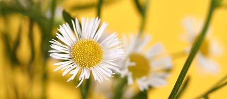 schöne erigeron annuus blumen mit weißen blütenköpfen, gelber mitte, gelbem bannerhintergrund foto