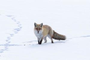 Fuchs geht über den Schnee foto