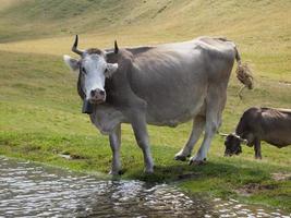 Schweizer Milchkuh füttert Gras auf einer Almwiese