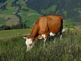 weidende Schweizer Kuh foto