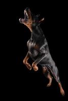 Dobermann, schwarzer Hund greift an und springt
