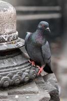Taube sitzt auf einer buddhistischen Statue