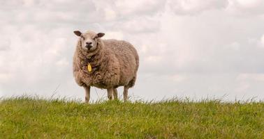 ein Schaf steht auf einem Deich foto
