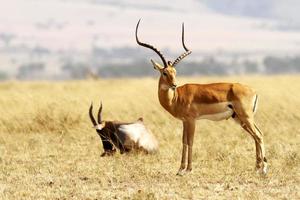 Gazelle der Massai Mara Grant