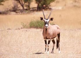 einzelner Edelsteinbock (Oryx Gazella) foto