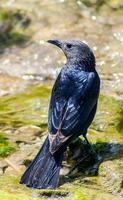 Schwarzer Vogel Tristram Spatz sitzt in der Nähe von Wasserquelle