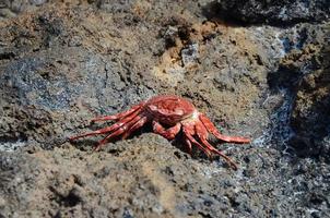 Rote Krabbe auf Felsen foto