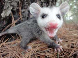 wütendes Baby Opossum