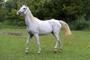 schöne Ansicht eines arabischen Pferdes auf natürlichem Hintergrund foto
