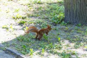 rotes eurasisches Eichhörnchen foto