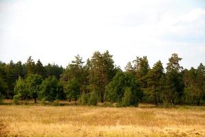 Grastal im Wald im Sommer foto