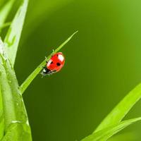 roter Marienkäfer auf grünem Gras