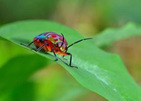 Käfer (chrysocoris stollii) in der Natur foto