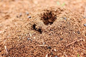 Ameisenhaufen foto