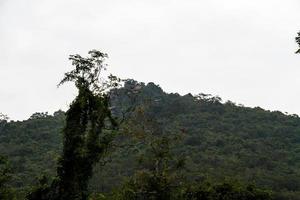 chinesischer dschungel, insel hainan foto