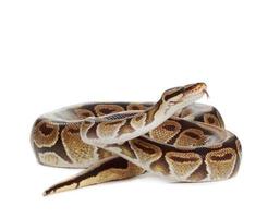 königliche Python