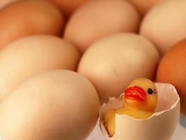 gelbe Ente kommt aus einem zerbrochenen Ei. foto