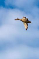 fliegende Ente foto