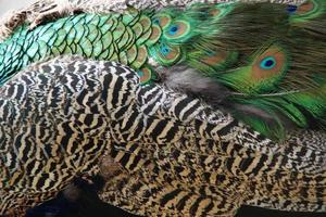 schöne Pfauenfeder - Eleganzhintergrund - Vogelstolz