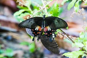 Schmetterlingszucht foto
