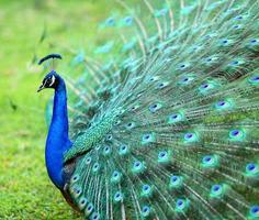 Pfau mit seinen Federn mit Blau und Grün ausgebreitet