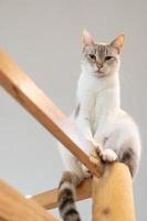 Katze sitzt auf Holzbalken foto