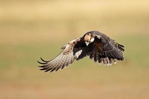 Lanner Falcon Landung foto