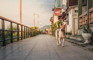 hunde laufen in der abenddämmerung in chiang khan, provinz loei, am mekong entlang foto