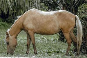 ein pferd weidet auf den wiesen. foto