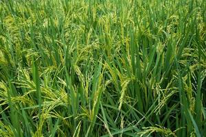 Bereich des Anbaus von Reispflanzen. grünes Reisfeld. anbau wichtiger kulturen thailands. foto