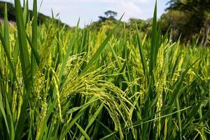 Bereich des Anbaus von Reispflanzen. grünes Reisfeld. anbau wichtiger kulturen thailands. foto