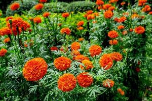 Ringelblumengarten, schöner Blumengarten im Freien, Blumen sind orange. foto