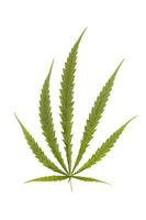 Nahaufnahme von Cannabisblättern oder einem grünen Hanfblatt auf isoliertem weißem Hintergrund, Marihuana als Heilkrautausschnitt des Hintergrunds mit Beschneidungspfad, Draufsicht, Flachlage, von oben nach unten. foto