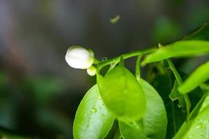 die weißen zitronenblumen blühen im thailändischen garten. und Tropfwasser foto