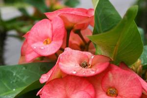 poi sian blumen und morgentropfen im garten foto