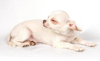 Chihuahuawelpe auf weißem Hintergrund foto