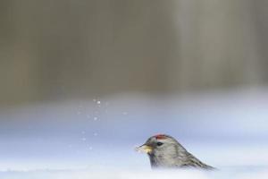 Winter Redpoll in der Schneeverwehung foto